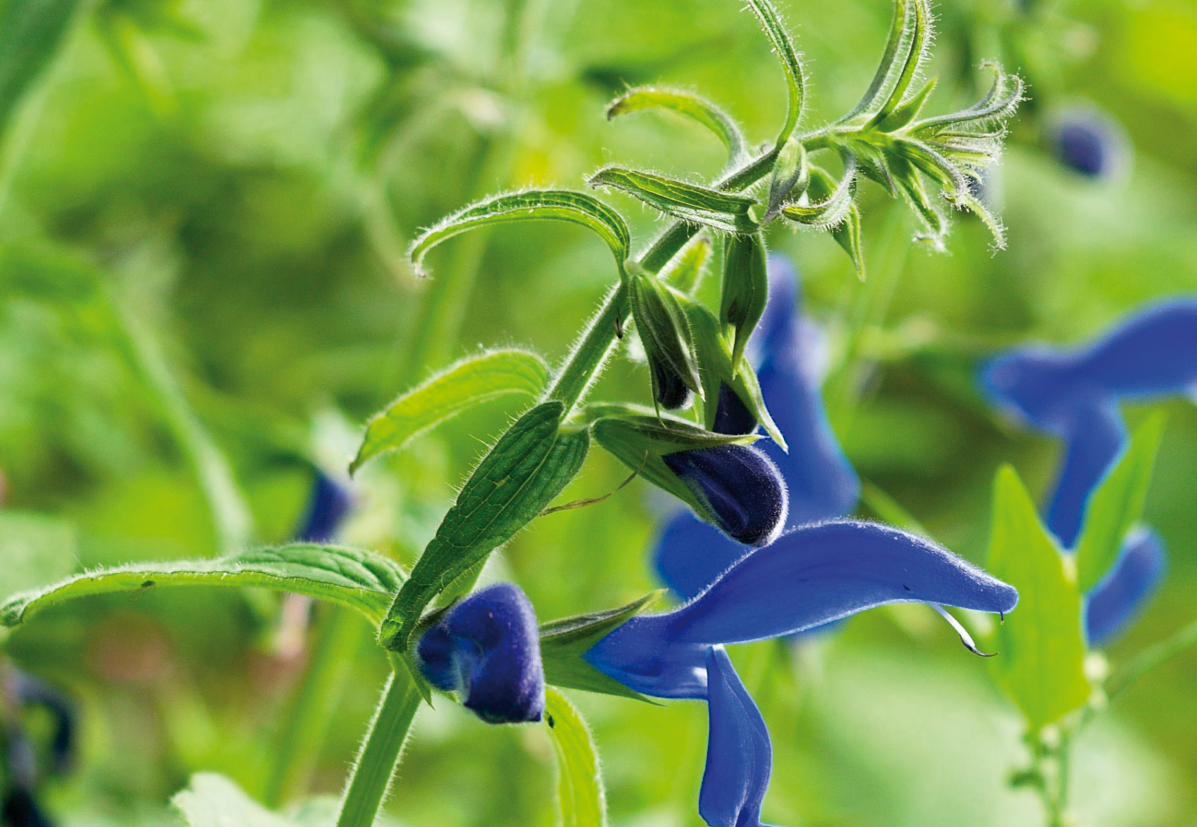 Seebüller Saatgut Enziansalbei / Salvia patens „Blue Angel“
